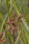 Sturdy bulrush